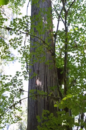 A standing Western Red Cedar in the interior British Columbia forest, dappled in green light